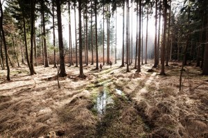 trekking in the forrest