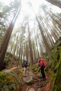 trekking in the forest