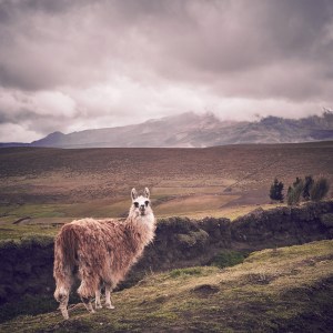 Chimborazo national park lama