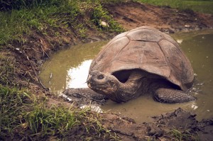 Ecuadorian turtle