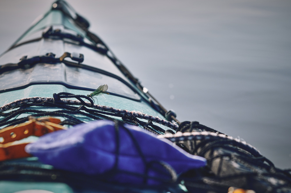 a temporary companion on the Elbe