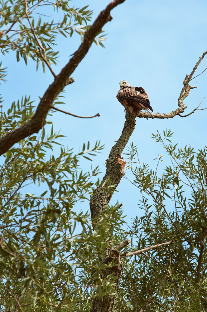 Paddling on the Mulde Red Milan