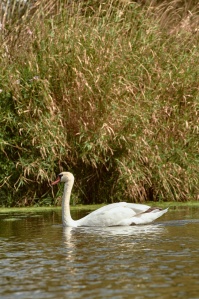 Paddling on the Mulde white swan