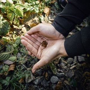 Harz Witches’ Trail our new little friend