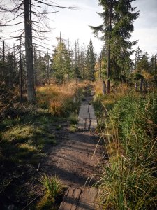 Harz Witches’ Trail natural trails with wooden planks
