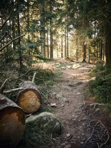 Harz Witches’ Trail idyllic