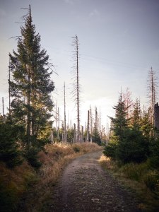 Harz Witches’ Trail The result of a beetle plague