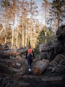 Harz Witches’ Trail The result of a beetle plague