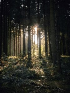 Harz Witches’ Trail sunlight through the trees