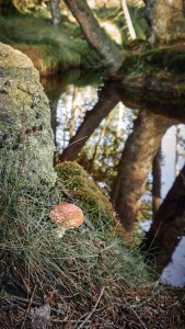 Harz Witches’ Trail probably the best place to spend his life