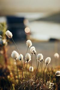Flower close to the camp ©Christian Hein