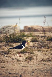 our little friend ©Christian Hein