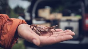 Who is this little fellow? ©Christian Hein